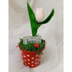 Piros vödrös tulipán